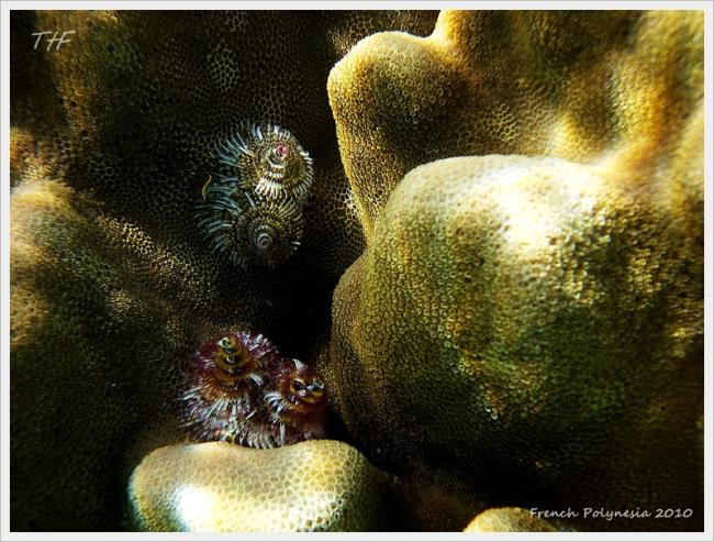 FrenchPolynesia035.JPG
